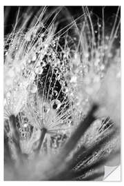 Wall sticker Dandelion with Water Drops