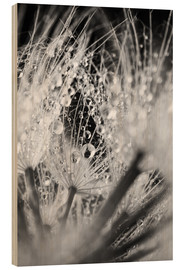 Wood print Dandelion with Water Drops