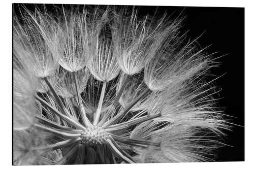 Aluminium print Dandelion on Black Background III