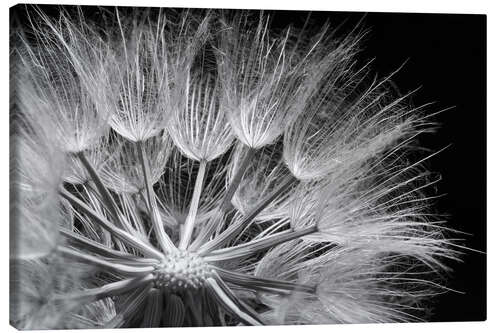 Quadro em tela Dandelion on Black Background III