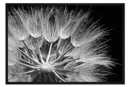 Gerahmter Kunstdruck Löwenzahn auf Schwarzem Hintergrund III