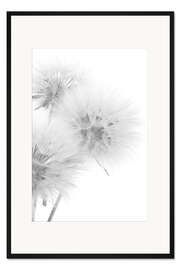 Gerahmter Kunstdruck Löwenzahn auf weißem Hintergrund