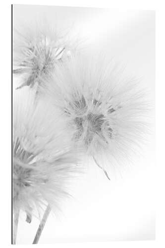 Gallery print Fluffy dandelions on white background