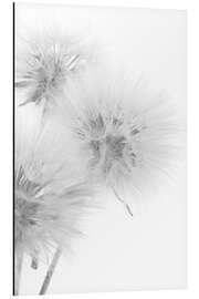 Magnettafel Löwenzahn auf weißem Hintergrund