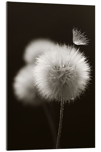 Akrylglastavla Fluffy dandelions