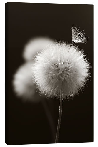 Canvas print Fluffy dandelions