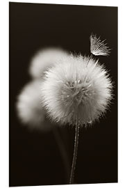 Foam board print Fluffy dandelions