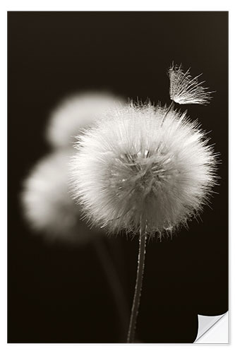 Vinilo para la pared Fluffy dandelions