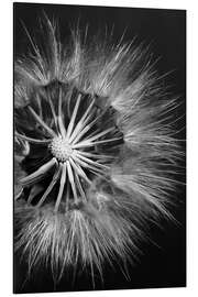 Aluminiumsbilde Dandelion on Black Background II