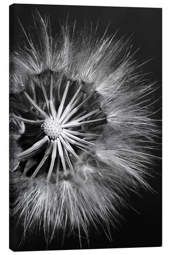 Canvas print Dandelion on Black Background II