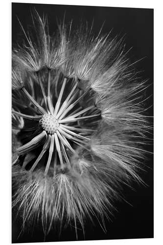 Obraz na PCV Dandelion on Black Background II