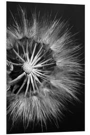 Print på skumplade Dandelion on Black Background II