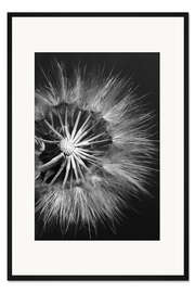 Gerahmter Kunstdruck Löwenzahn auf Schwarzem Hintergrund II