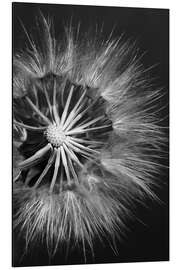 Magnettafel Löwenzahn auf Schwarzem Hintergrund II