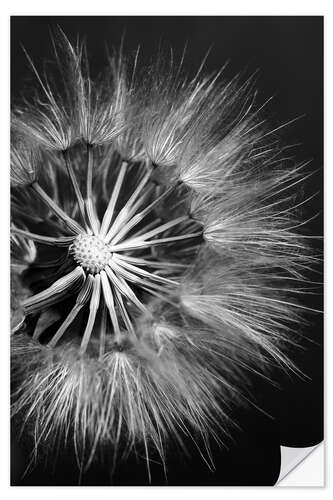 Vinilo para la pared Diente de león en blanco y negro II