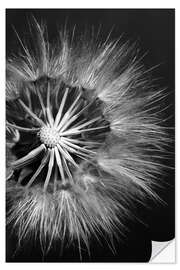 Wall sticker Dandelion on Black Background II