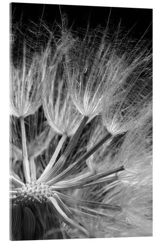 Akryylilasitaulu Dandelion on Black Background IV