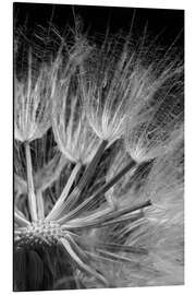 Aluminiumsbilde Dandelion on Black Background IV