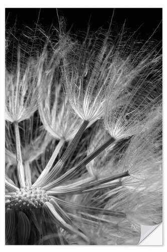 Sisustustarra Dandelion on Black Background IV