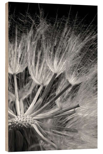 Cuadro de madera Dandelion on Black Background IV