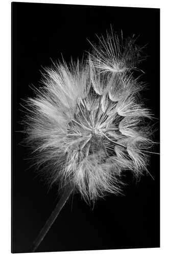 Aluminiumtavla Dandelion on Black Background I