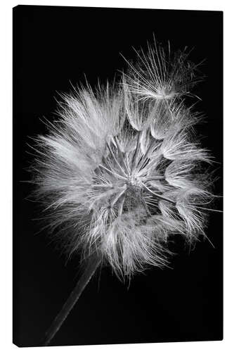 Canvas print Dandelion on Black Background I