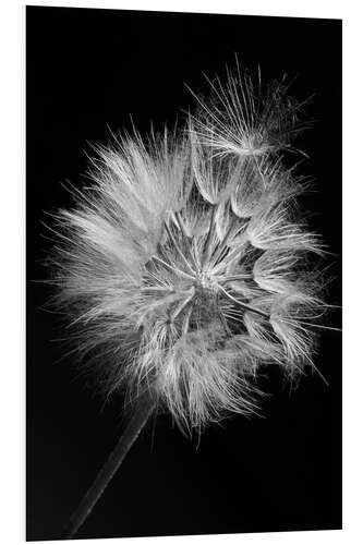 PVC-tavla Dandelion on Black Background I