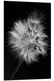 Foam board print Dandelion on Black Background I