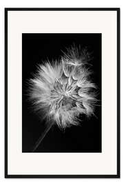 Gerahmter Kunstdruck Löwenzahn auf Schwarzem Hintergrund I