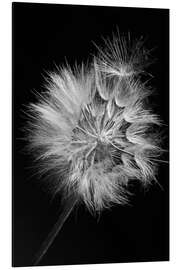 Magnettafel Löwenzahn auf Schwarzem Hintergrund I