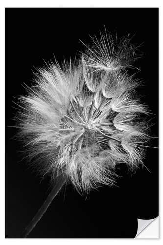 Naklejka na ścianę Dandelion on Black Background I