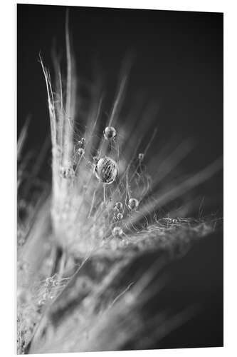 PVC print Dew drops on dandelion