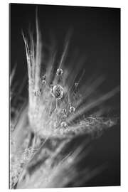 Quadro em plexi-alumínio Dew drops on dandelion