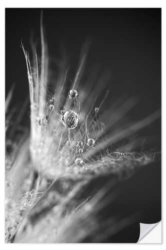 Autocolante decorativo Dew drops on dandelion