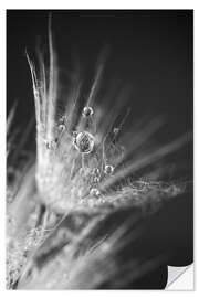 Wall sticker Dew drops on dandelion