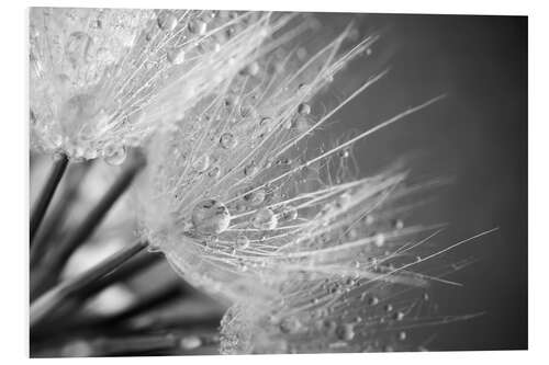 Foam board print Dandelion with water drops