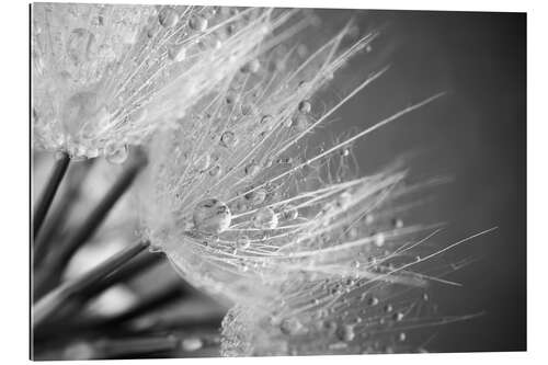 Quadro em plexi-alumínio Dandelion with water drops