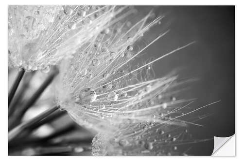 Autocolante decorativo Dandelion with water drops