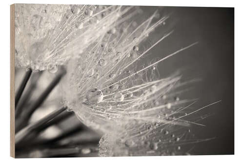 Wood print Dandelion with water drops