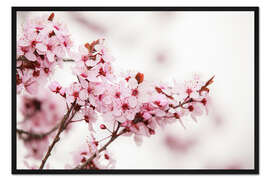 Gerahmter Kunstdruck Kirschblüten