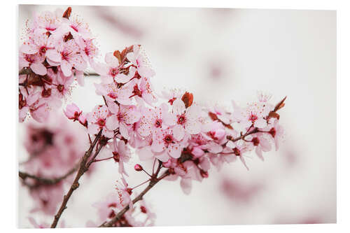 Foam board print Cherry blossoms