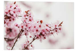 Foam board print Cherry blossoms