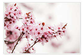 Wall print  Cherry blossoms