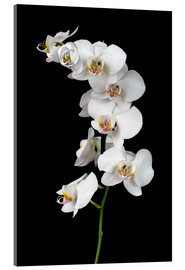 Akrylbilde  White orchid on a black background
