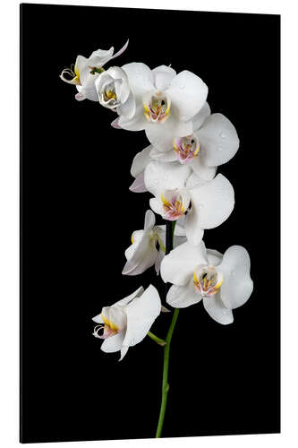 Aluminium print White orchid on a black background