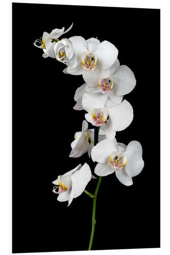 Foam board print White orchid on a black background