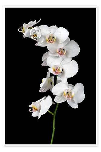 Póster Orquídea blanca con fondo negro