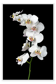 Póster  White orchid on a black background