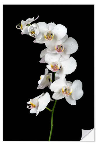 Vinilo para la pared Orquídea blanca con fondo negro