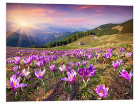 Foam board print Crocuses in the spring sun